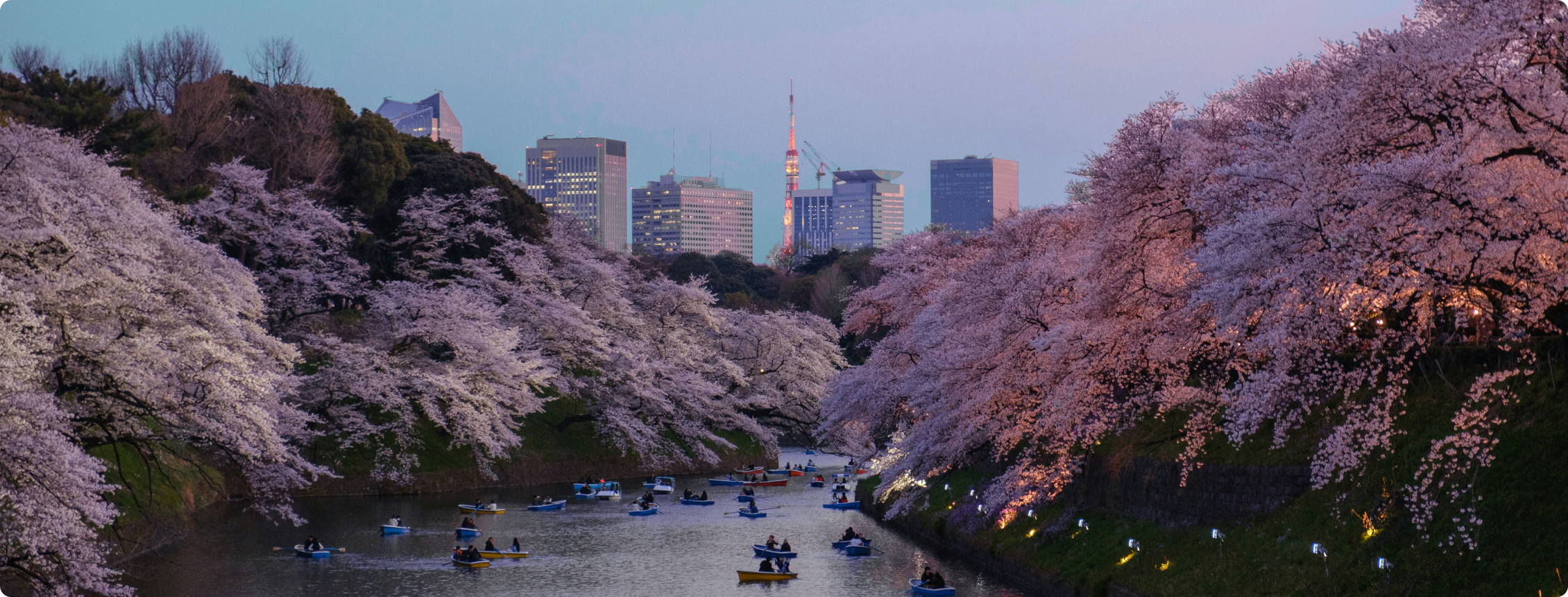 Fotografia aérea de sakuras (cerejeiras) no Japão.