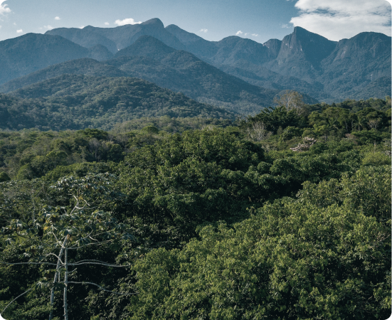 Fotografia de árvores e morro ao fundo.