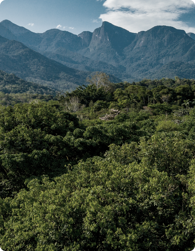 Fotografia aérea de floresta, com montanhas ao fundo.
