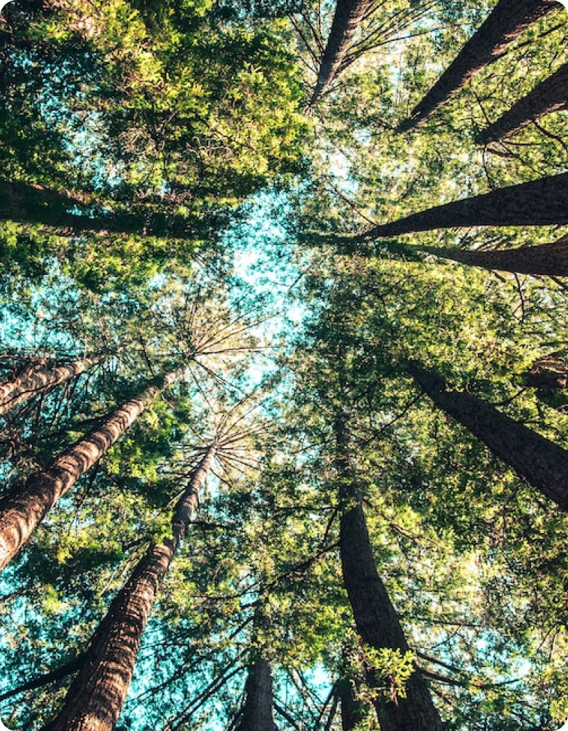 Fotografia tirada debaixo da copa das árvores.