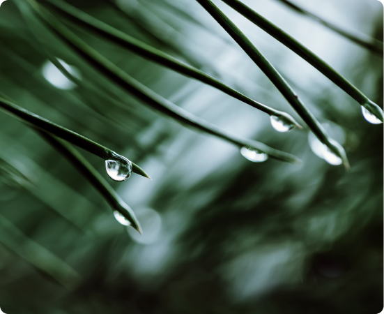 Fotografia de folhas com gotas em suas pontas.