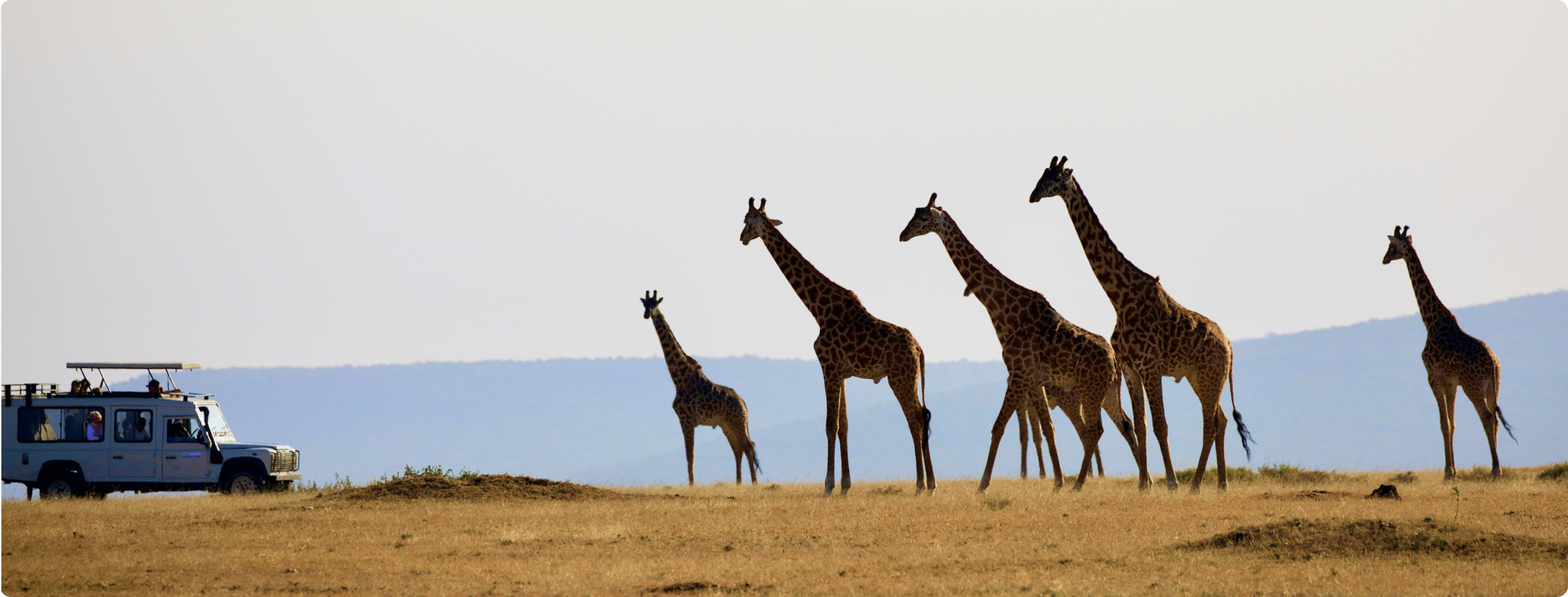 Fotografia de 5 girafas em um campo com um carro de safari perto.