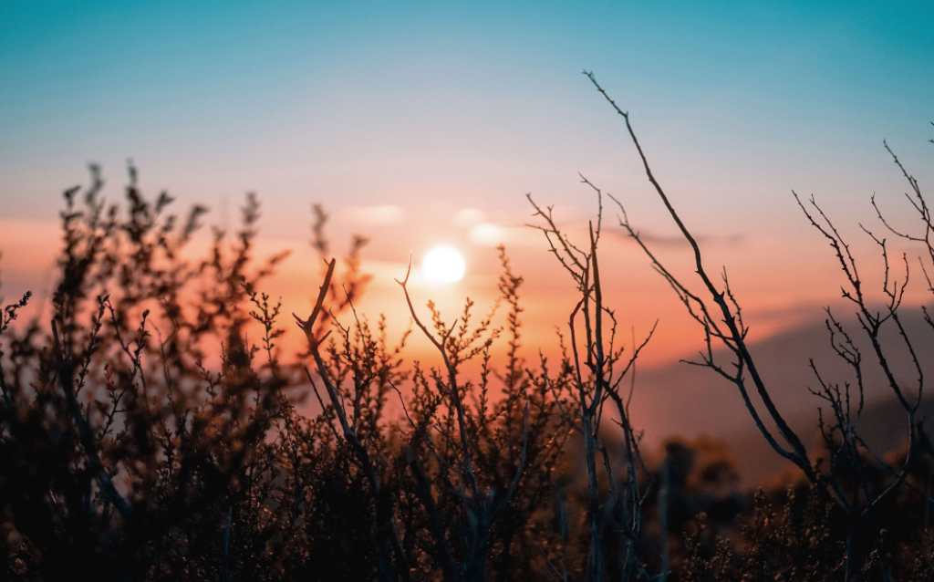 Paisagem de plantas secas como impacto de uma pegada de carbono muito grande