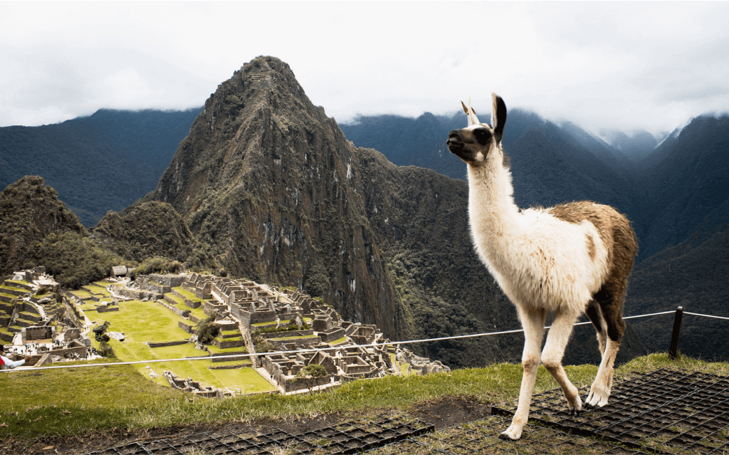 Machu Picchu com vista deslumbrante das ruínas antigas, destacando-se uma lhama pastando em primeiro plano, em harmonia com a grandiosidade da paisagem andina.