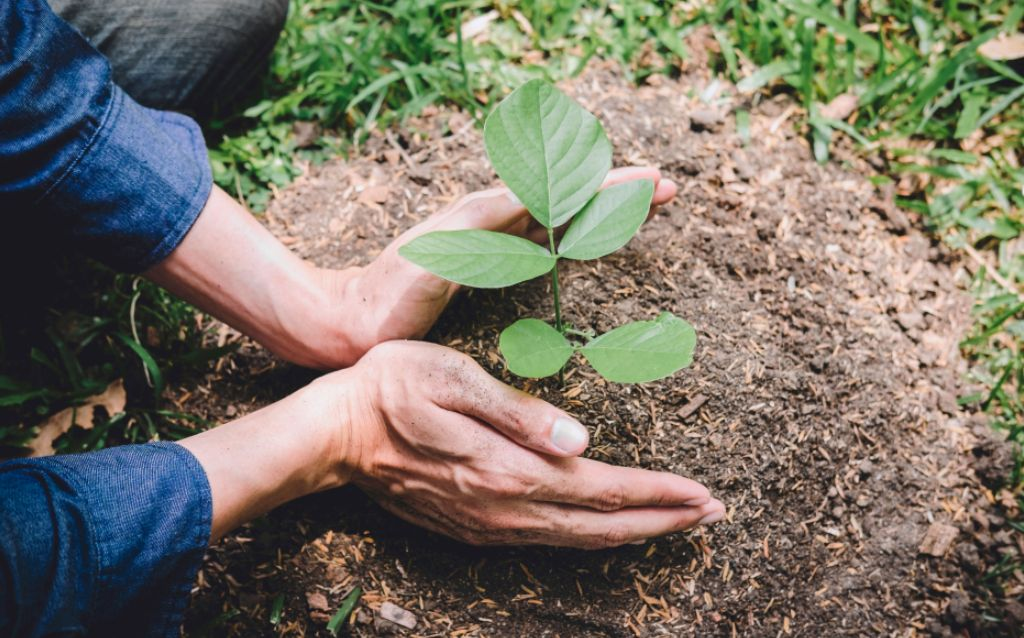 pessoa plantando uma árvore durante seu ano sabático