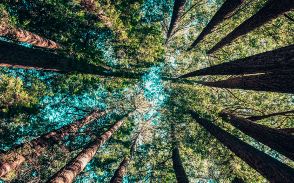 Árvores vistas da raiz para sinalizar os índices de sustentabilidade na B3