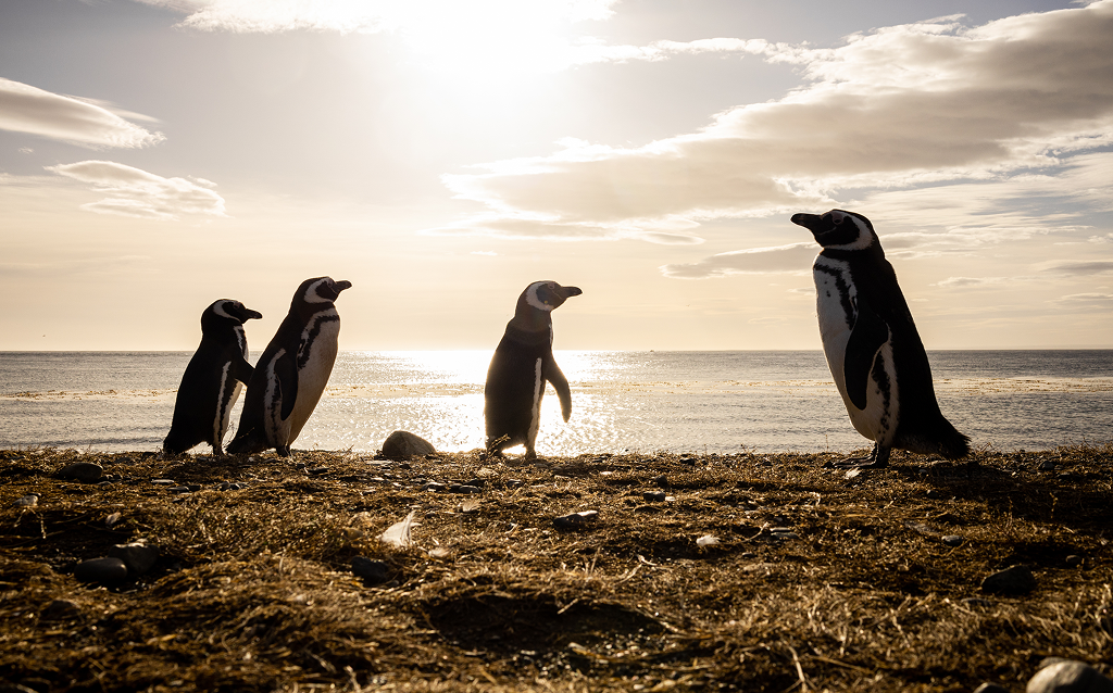 Pinguins de magalhães
