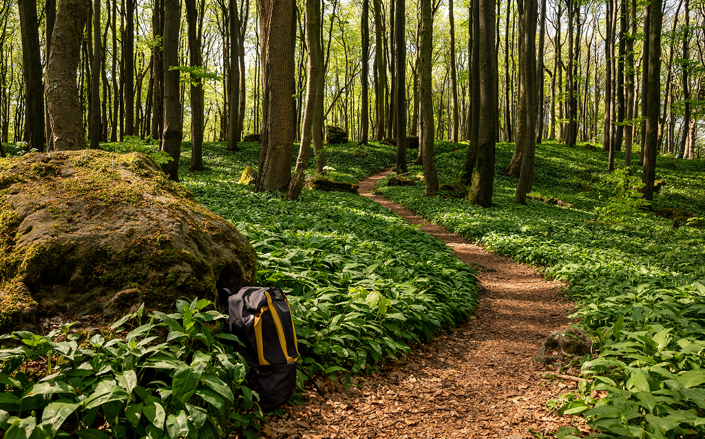 Caminho em meio a uma floresta com arvores altas
