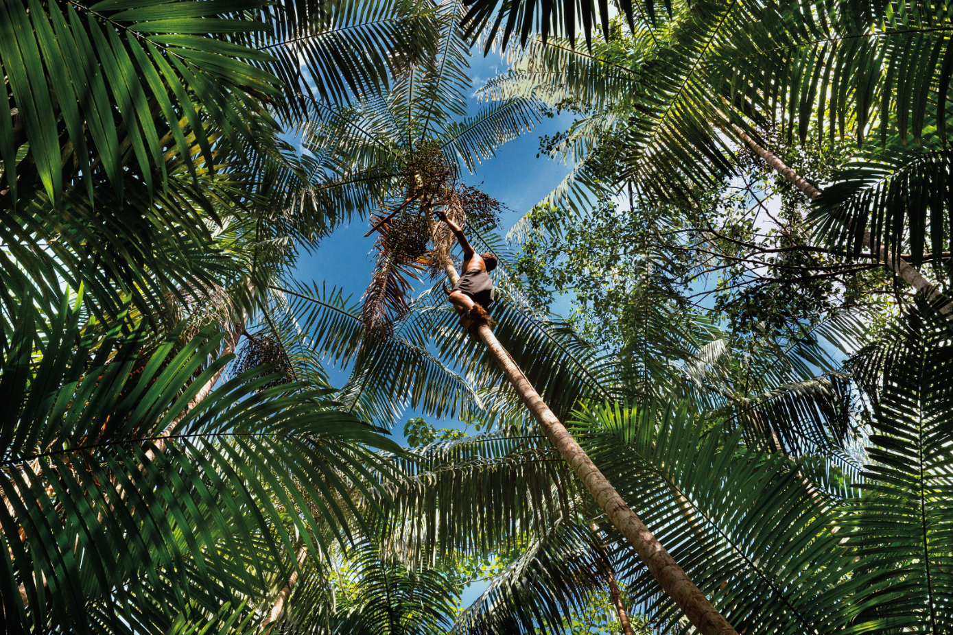 Uma imagem mostra diversos coqueiros da Amazônia vistos de baixo. No topo de um dos coqueiros, há uma criança o escalando.