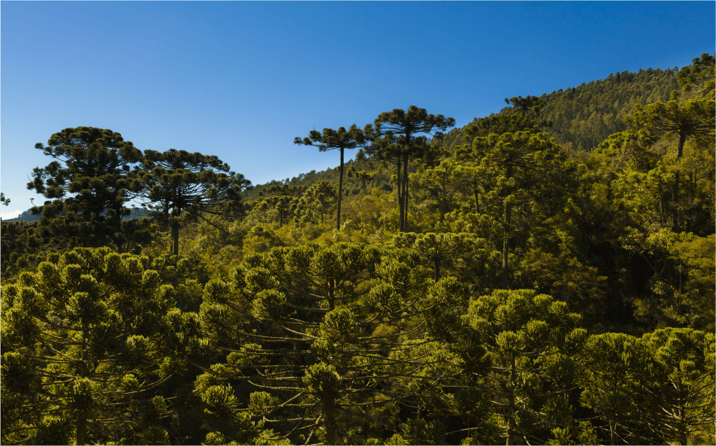 Monte repleto de árvores verdes típicas da região de Monte Verde com um céu azul de fundo.