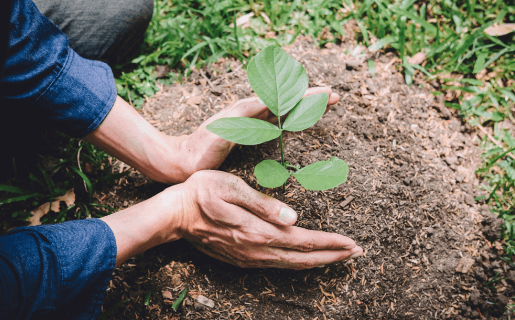 Mão plantando uma muda de planta na terra como uma atitude para ser sustentável