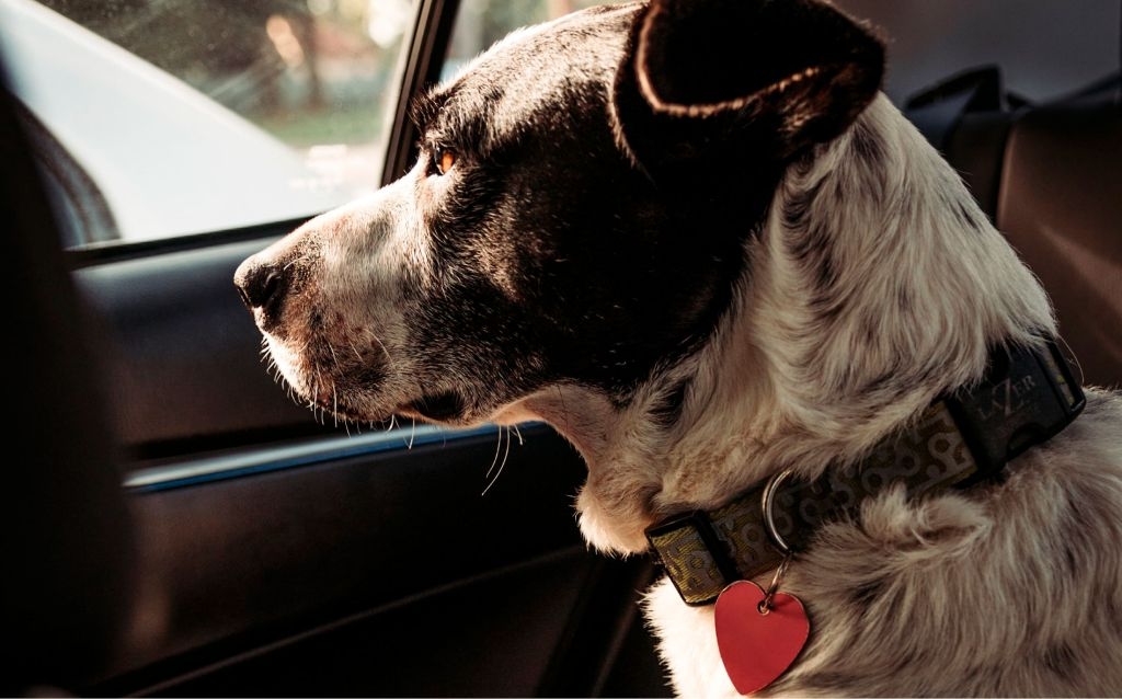 tabela fipe consulta cachorro olhando pela janela de um carro, ele usa uma coleira com pingente de coração